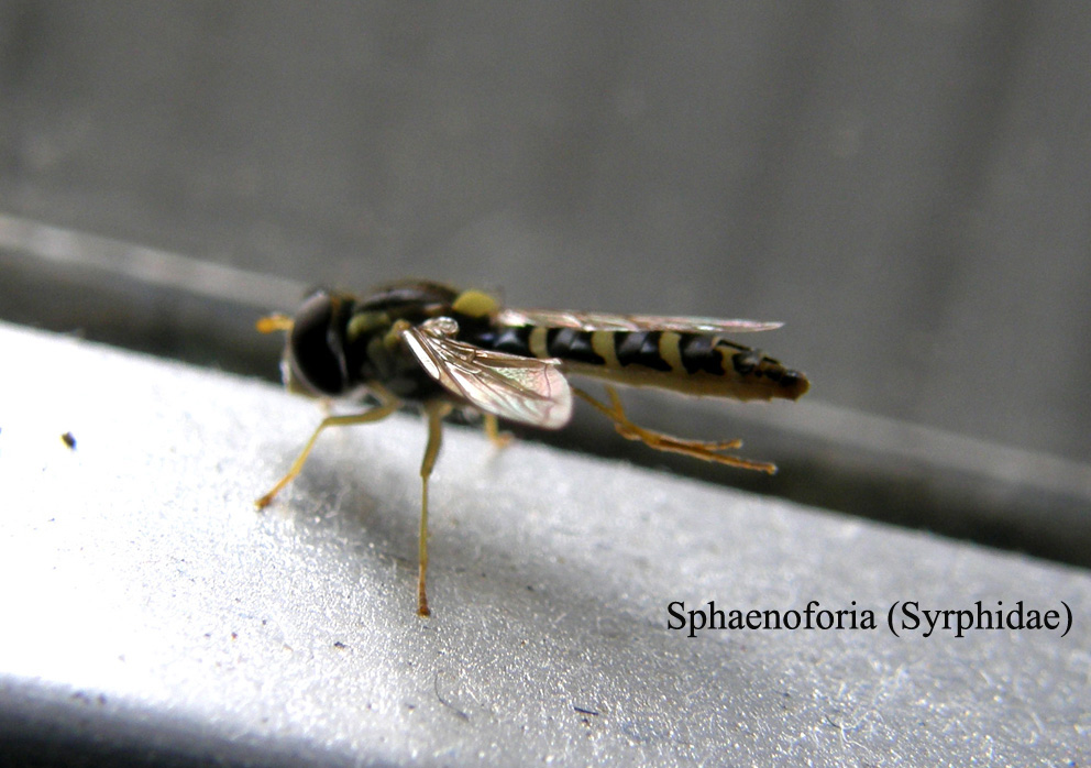 Meliscaeva auricollis (Syrphidae)